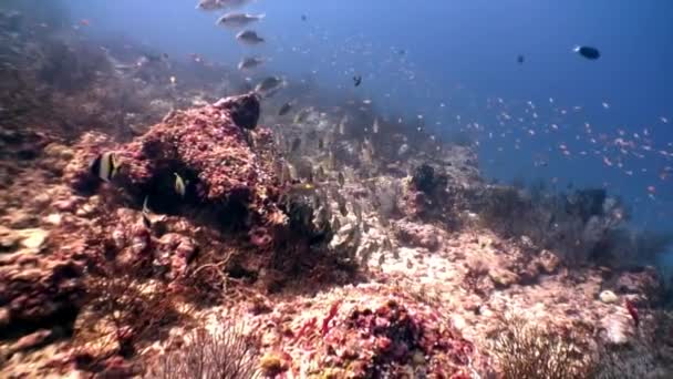 École de poissons papillons sous l'eau sur fond de fonds marins étonnants aux Maldives . — Video