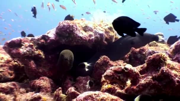 モルディブのサンゴ礁の海底に水中に 2 つのモレーうなぎ. — ストック動画