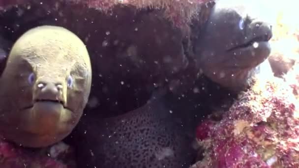 Moray anguila bajo el agua en los fondos marinos de los arrecifes de coral en Maldivas . — Vídeo de stock