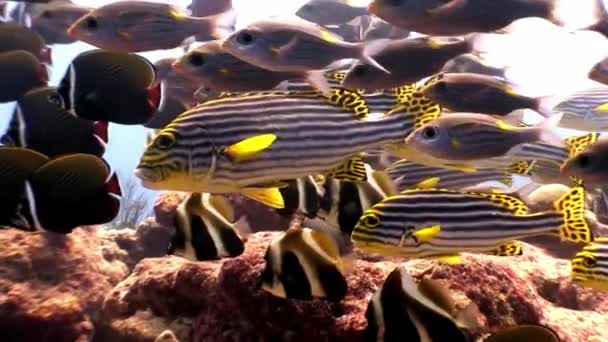 School of striped fish and lucian underwater on seabed in Maldives. — Stock Video