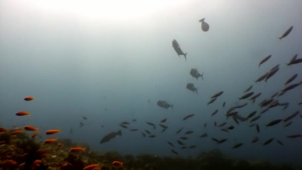 Fischschwärme unter Wasser vor dem Hintergrund der Sonnenreflexion auf den Malediven. — Stockvideo
