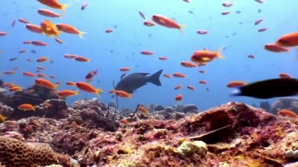 School of fish underwater on background of amazing coral seabed in Maldives. — Stock Video