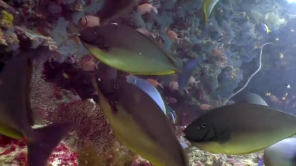 Школа рыб под водой на фоне удивительного кораллового морского дна на Мальдивах . — стоковое видео