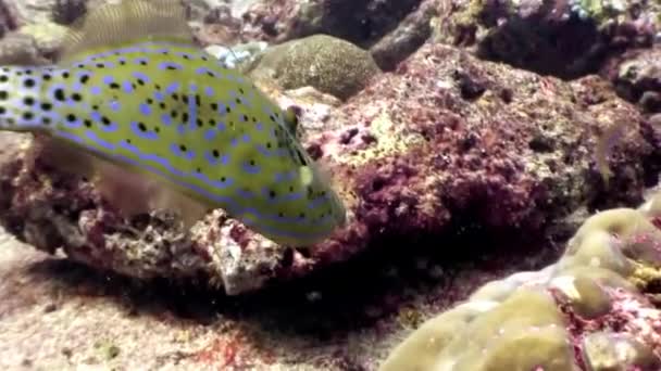 Підводний мешканців на фоні дивовижні морського дна в Мальдіви. — стокове відео