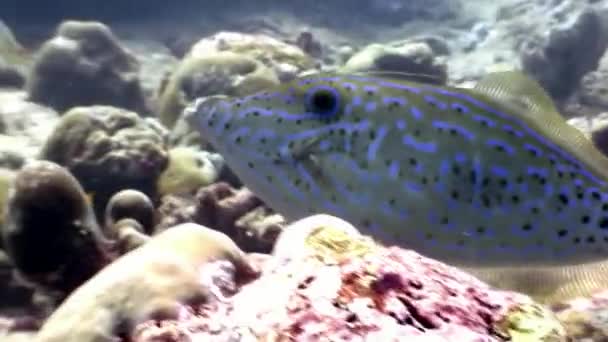 Underwater inhabitants on background of amazing seabed in Maldives. — Stock Video