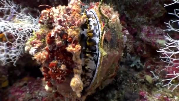 Tridakne Muscheln Muscheln unter Wasser auf Hintergrund erstaunliche Meeresboden auf den Malediven. — Stockvideo