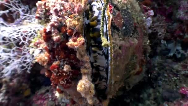 Tridacne mollusques bivalves sous-marins sur fond fonds marins étonnants aux Maldives . — Video