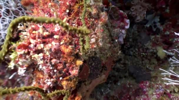 Tridacne 쌍 각 조개 연체 동물 류의 수 중 몰디브에 해저 놀라운 배경에. — 비디오