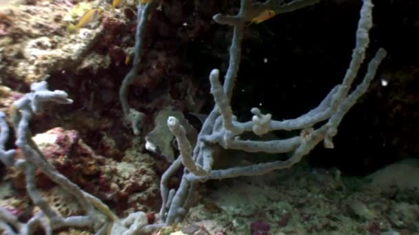 Pufferfishe Kugelfische Tetrodons peixe subaquático em incrível fundo marinho em Maldivas . — Vídeo de Stock
