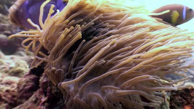 Anemon actinia ve parlak turuncu palyaço balık Maldivler sualtı deniz yatağı üzerinde.