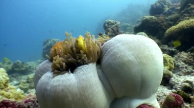 Anemon actinia ve parlak turuncu palyaço balık Maldivler sualtı deniz yatağı üzerinde.