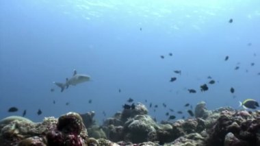 Su altında arka planda deniz dibinin Maldivler muhteşem mercan resif köpekbalığı.