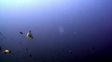 Su altında arka planda deniz dibinin Maldivler muhteşem mercan resif köpekbalığı.