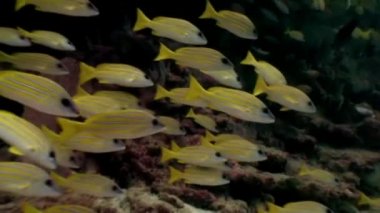 Maldivler 'de deniz yatağının arka planında çizgili sarı balık sürüsü.