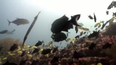 Flüt iğnesi balığı Maldivler 'de deniz tabanının arka planında uzun süre su altında kalır..