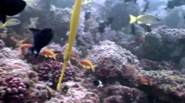 Flüt iğnesi balığı Maldivler 'de deniz tabanının arka planında uzun süre su altında kalır..