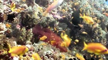 Maldivler 'deki deniz ve okyanus akvaryumunda balık sürüsü.