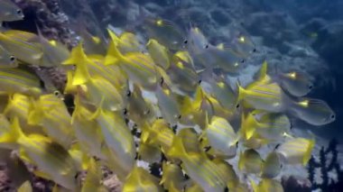 Maldivler 'de deniz yatağının arka planında çizgili sarı balık sürüsü.