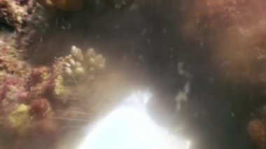 Balık yemi sualtı Maldivler deniz yatağı üzerinde siyah Moray yılan balığı yakalar yiyor av.