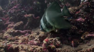 Kelebek balık deniz ve okyanus Maldivler sualtı doğal akvaryum.