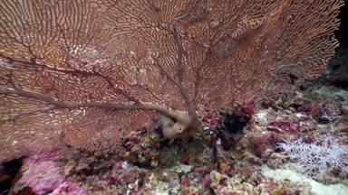 Maldivler muhteşem deniz yatağı üzerinde Gorgonaria Subergorgia hicksoni mercan sualtı.