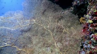 Maldivler muhteşem deniz yatağı üzerinde Gorgonaria Subergorgia hicksoni mercan sualtı.
