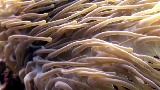 Anemone actinia e peixe palhaço laranja brilhante no fundo do mar subaquático de Maldivas . — Vídeo de Stock