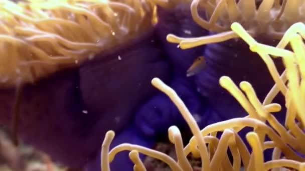 Anémona actinia y pez payaso naranja brillante en el fondo marino bajo el agua de Maldivas . — Vídeo de stock