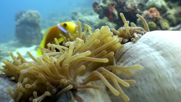 Анемона actinia і яскраві помаранчеві риби-клоуна на морському дні під водою, Мальдіви. — стокове відео