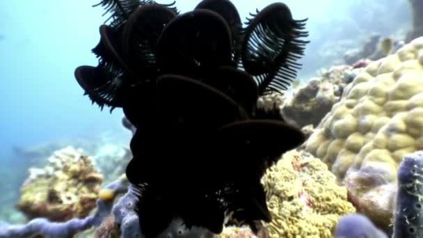 Eellow 바다 백합 몰디브에 해저에서 수 중 echinoderms의 Crinoidea 클래스. — 비디오