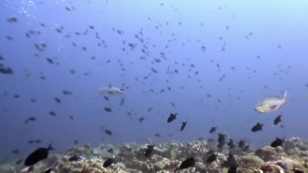 Su altında arka planda deniz dibinin Maldivler muhteşem mercan resif köpekbalığı. — Stok video