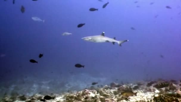 Squalo della barriera corallina sott'acqua sullo sfondo di incredibili coralli nei fondali marini Maldive . — Video Stock