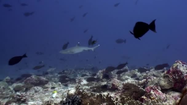 Rifhaai onderwater op achtergrond van verbazingwekkende koraal in de zeebodem Maldiven. — Stockvideo