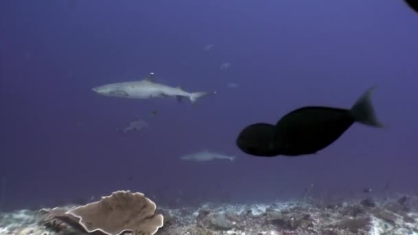Tiburón de arrecife bajo el agua en el fondo de un coral increíble en el fondo marino Maldivas . — Vídeo de stock