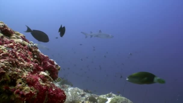 Riffhai unter Wasser vor dem Hintergrund erstaunlicher Korallen auf den Malediven. — Stockvideo