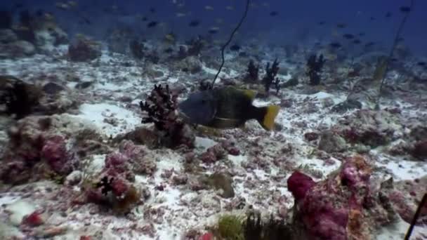 Peces loro bajo el agua come coral en el fondo marino en Maldivas . — Vídeos de Stock