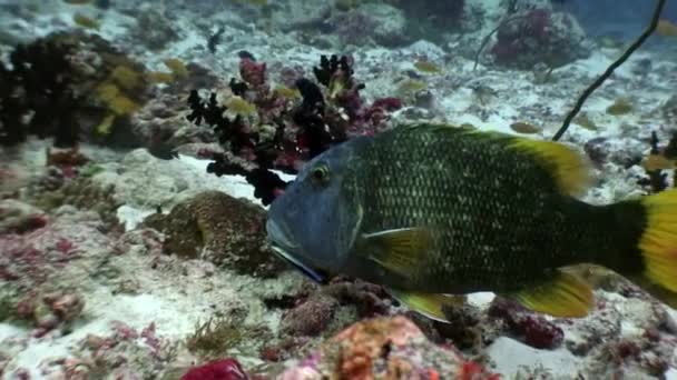 Ikan kakaktua di bawah air makan karang di dasar laut di Maladewa . — Stok Video