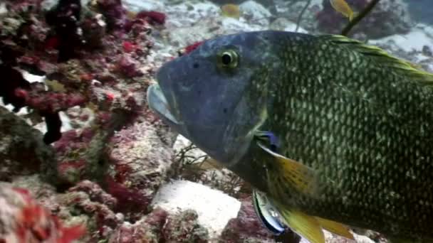 Parrot fish underwater eats coral on seabed in Maldives. — Stock Video