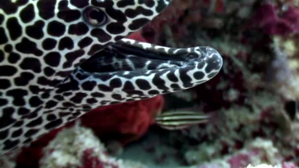 Spotted leopard Moray eel in search of food underwater on seabed in Maldives. — Stock Video