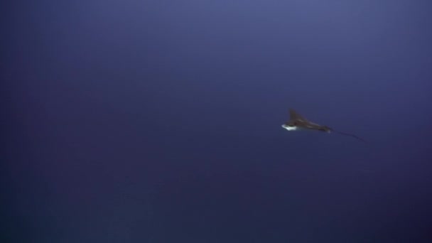 Manta ray ramp fish underwater on background of amazing seabed in Maldives. — Stock Video