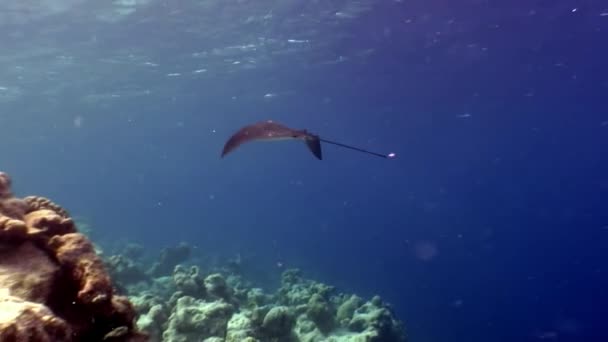 Manta ray ramp fish underwater on background of amazing seabed in Maldives. — Stock Video