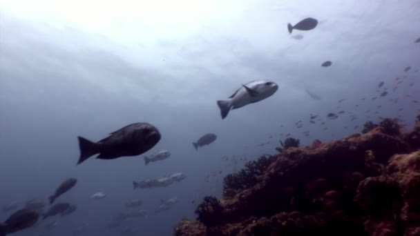 Schulfische unter Wasser entspannen Hintergrund auf den Malediven. — Stockvideo