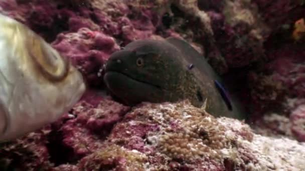 Taucher füttert Muränen auf Malediven mit Fischfutter aus Unterwasserhänden. — Stockvideo