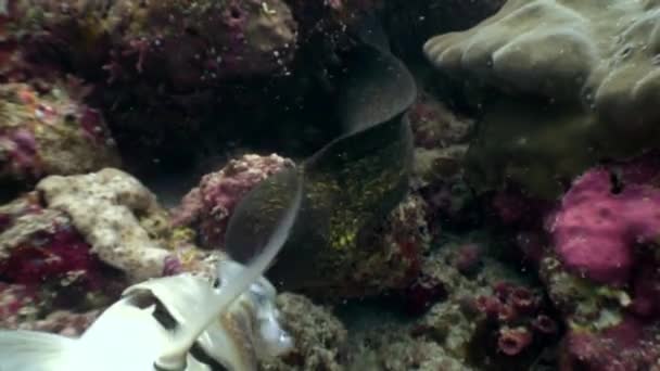 Black Moray Eel makan makanan ikan di bawah air di dasar laut di Maladewa . — Stok Video