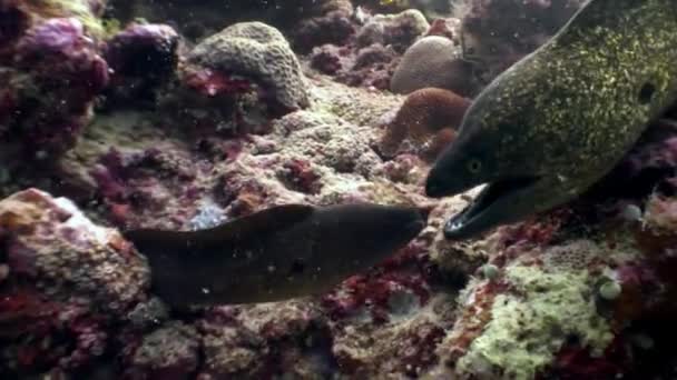 Черный угорь морей ест корм для рыб под водой на морском дне на Мальдивах . — стоковое видео