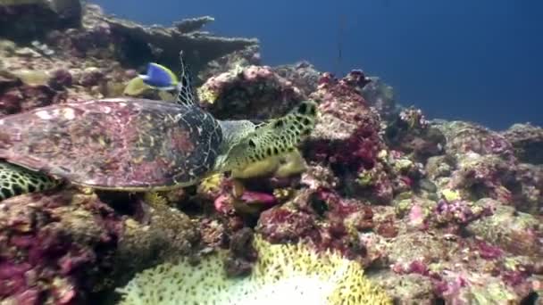 Sea turtle beautifully floats on clean clear underwater seabed in Maldives. — Stock Video