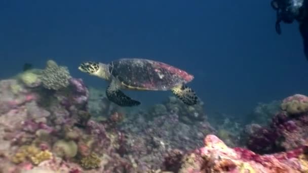 Sea turtle beautifully floats on clean clear underwater seabed in Maldives. — Stock Video