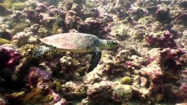 Морская черепаха красиво плавает на чистом подводном дне на Мальдивах . — стоковое видео