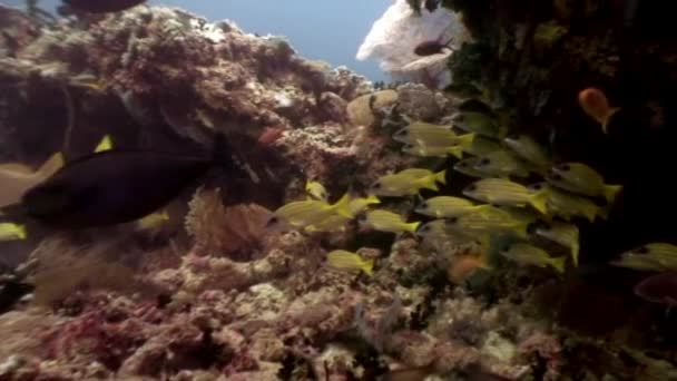 Ecole de poissons jaunes rayés sous l'eau sur fond de fonds marins aux Maldives. — Video