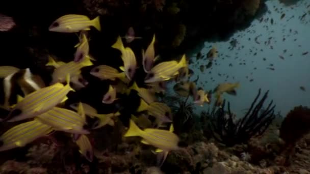 A csíkos sárga halak iskolája a tengerfenék hátterében a Maldív-szigeteken. — Stock videók